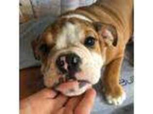 Bulldog Puppy for sale in Kirkland, WA, USA