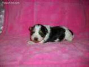 Biewer Terrier Puppy for sale in Celina, OH, USA