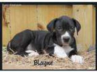 Great Dane Puppy for sale in Honey Grove, TX, USA