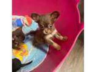 Chihuahua Puppy for sale in Jacksonville, FL, USA