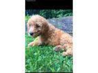 Goldendoodle Puppy for sale in Honey Grove, PA, USA