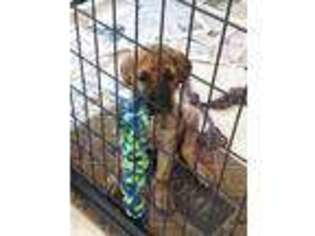 Great Dane Puppy for sale in Eaton Rapids, MI, USA