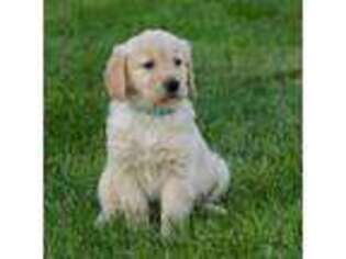 Golden Retriever Puppy for sale in Malcom, IA, USA