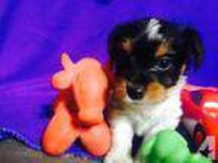 Yorkshire Terrier Puppy for sale in SWEENY, TX, USA