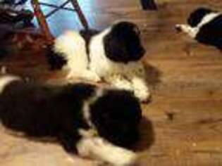 Newfoundland Puppy for sale in Wichita, KS, USA