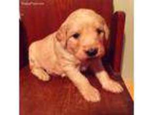 Goldendoodle Puppy for sale in Queen City, MO, USA