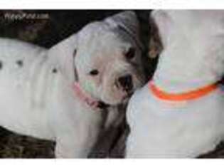 American Bulldog Puppy for sale in Ottumwa, IA, USA