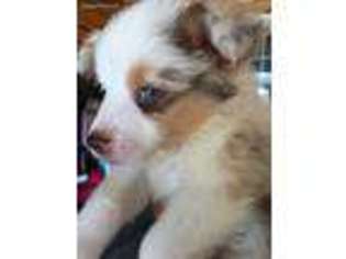 Miniature Australian Shepherd Puppy for sale in Falkner, MS, USA