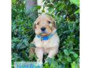 Golden Retriever Puppy for sale in Victorville, CA, USA