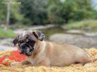 Pug Puppy for sale in Danville, KY, USA