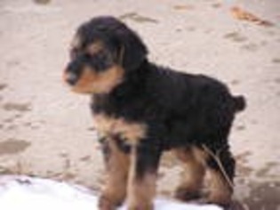 Airedale Terrier Puppy for sale in Lewistown, PA, USA
