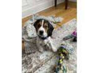 Beagle Puppy for sale in Bristol, CT, USA