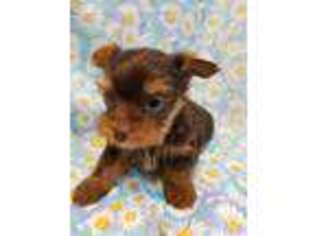 Yorkshire Terrier Puppy for sale in Englewood, TN, USA