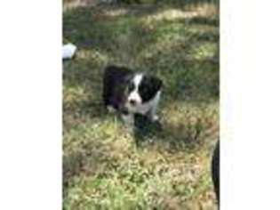 Border Collie Puppy for sale in Enigma, GA, USA