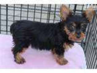 Silky Terrier Puppy for sale in Los Angeles, CA, USA