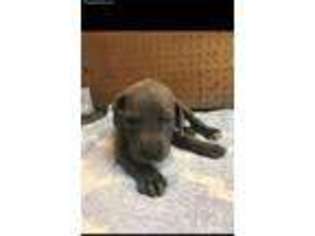 Great Dane Puppy for sale in Murrieta, CA, USA