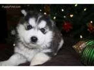 Siberian Husky Puppy for sale in Pembroke, NC, USA