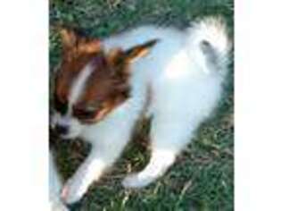 Papillon Puppy for sale in Littlefield, TX, USA