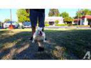 Bulldog Puppy for sale in NORTH HIGHLANDS, CA, USA