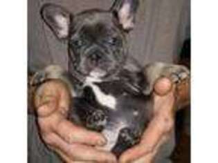 French Bulldog Puppy for sale in Stockton, MO, USA