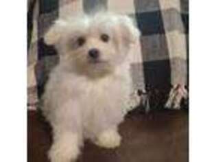 Maltese Puppy for sale in Sylva, NC, USA