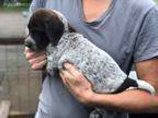 German Shorthaired Pointer Puppy for sale in Freeland, WA, USA