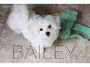Maltese Puppy for sale in Magnolia, TX, USA