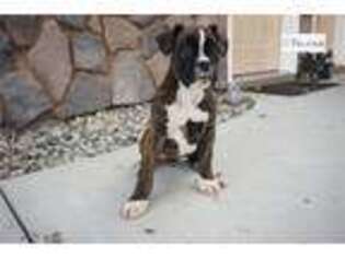 Boxer Puppy for sale in Fort Wayne, IN, USA