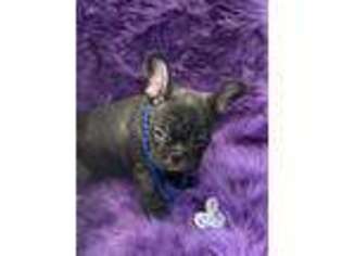 French Bulldog Puppy for sale in Dover, AR, USA