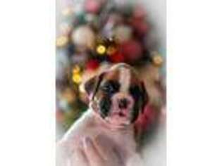 Boxer Puppy for sale in Tampa, FL, USA