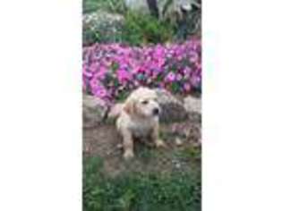 Labradoodle Puppy for sale in Pearisburg, VA, USA