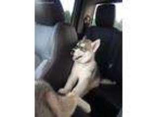Siberian Husky Puppy for sale in Delevan, NY, USA
