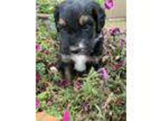 Mutt Puppy for sale in Alvord, IA, USA
