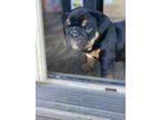 Bulldog Puppy for sale in Redlands, CA, USA