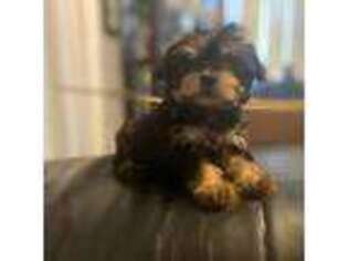 Mutt Puppy for sale in Madison Heights, VA, USA