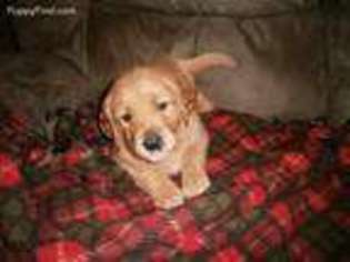 Golden Retriever Puppy for sale in Norfolk, NE, USA