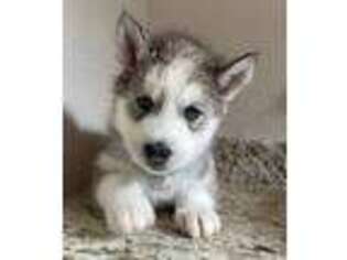 Siberian Husky Puppy for sale in Fort Ripley, MN, USA