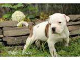 American Bulldog Puppy for sale in Afton, NY, USA