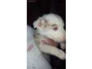 Border Collie Puppy for sale in Hampton, TN, USA