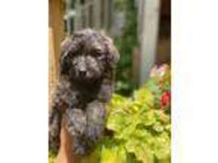 Goldendoodle Puppy for sale in Mcdonough, GA, USA