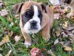 Bulldog Puppy for sale in Flat Rock, IL, USA