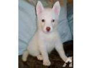 Siberian Husky Puppy for sale in SANTA FE, TX, USA