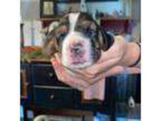 Basset Hound Puppy for sale in Elizabethtown, PA, USA
