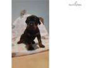 Medium Photo #1 Doberman Pinscher Puppy For Sale in Richmond, VA, USA