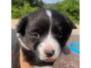 Cardigan Welsh Corgi Puppy for sale in Flintstone, GA, USA