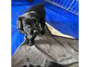 Mutt Puppy for sale in Willard, MO, USA