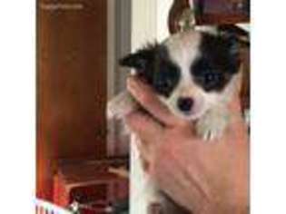 Chihuahua Puppy for sale in Norfolk, MA, USA