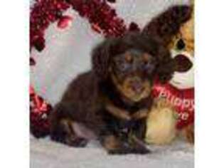 Dachshund Puppy for sale in Denton, TX, USA