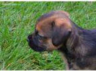 Border Terrier Puppy for sale in Fort Collins, CO, USA