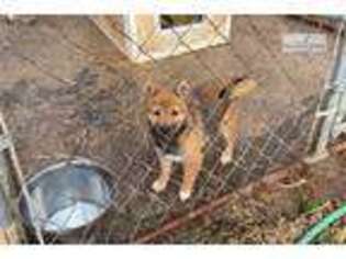 Shiba Inu Puppy for sale in Knoxville, TN, USA
